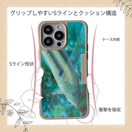 【Compos-Case】熱帯魚　No.8　キュウセンベラ