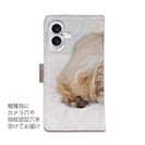 起きた瞬間のトイプードル