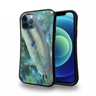 【S-LINE】熱帯魚　No.8　キュウセンベラ