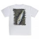 【Tシャツ】ルアーにヒットしたスズキ