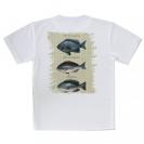 【Tシャツ】メジナの仲間