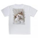 【Tシャツ】昼寝する猫(ネコ)