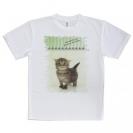 【Tシャツ】生後20日の可愛い子猫　イラスト
