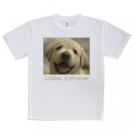 【Tシャツ】ゴールデンレトリバーの子犬