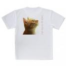 【Tシャツ】天を仰ぐ猫