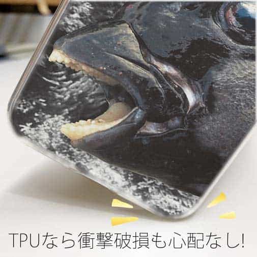 【TPU】イシダイの強靭な歯