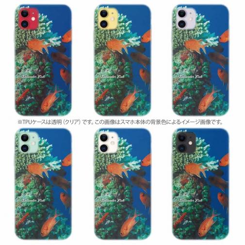 【TPU】熱帯魚　No.1　マツカサ類