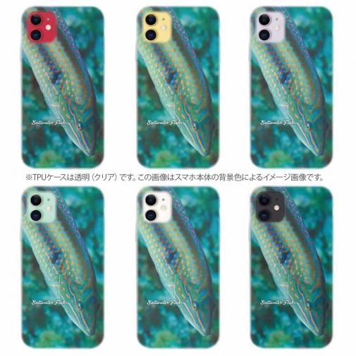 【TPU】熱帯魚　No.8　キュウセンベラ